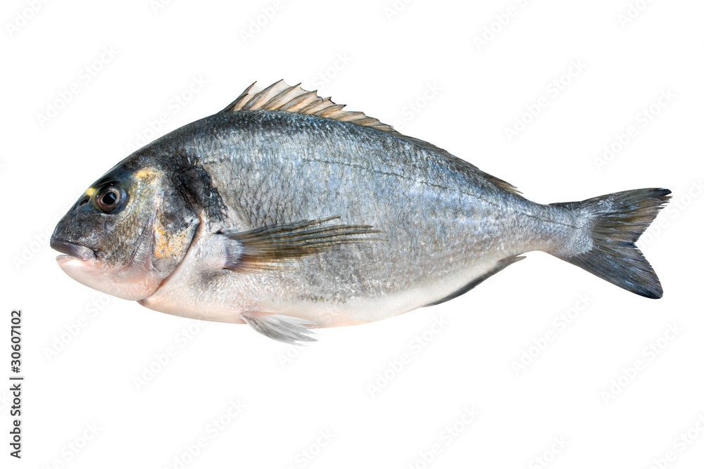fresh gilt-head isolated on white fresh gilt-head isolated on white