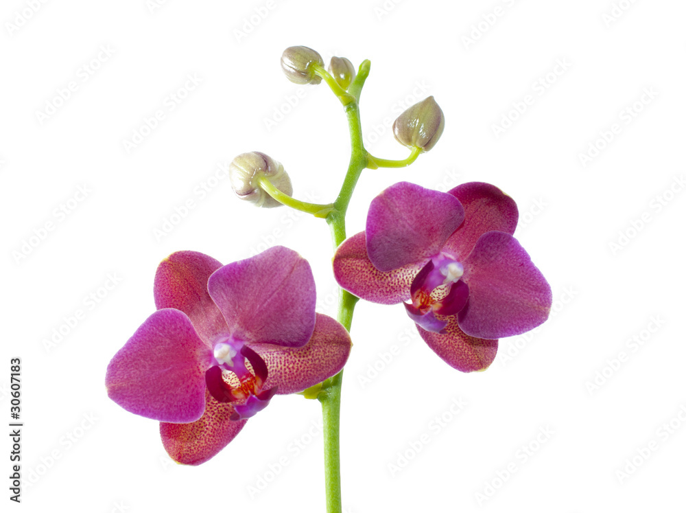 Orchid Orchid