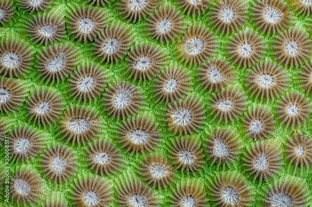 Hard coral background - see more UNDERWATER IMAGES. Hard coral background - see more UNDERWATER IMAGES.