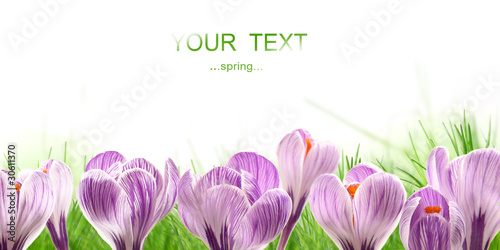 Fresh spring crocusses photo