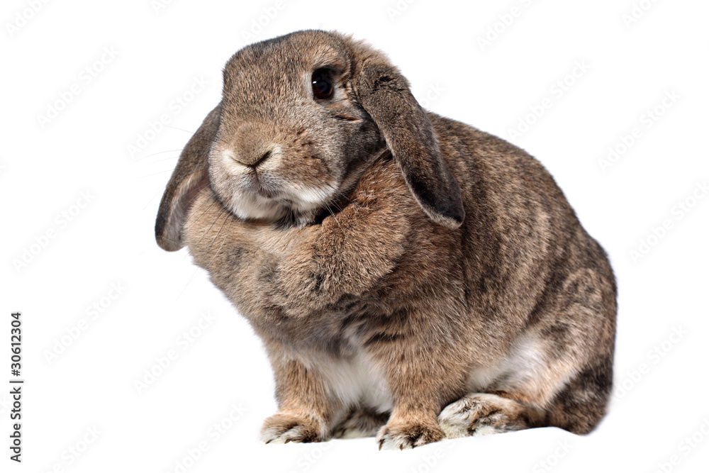 Naklejka premium Adorable rabbit isolated on white