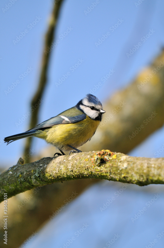 Obraz premium Mésange bleue