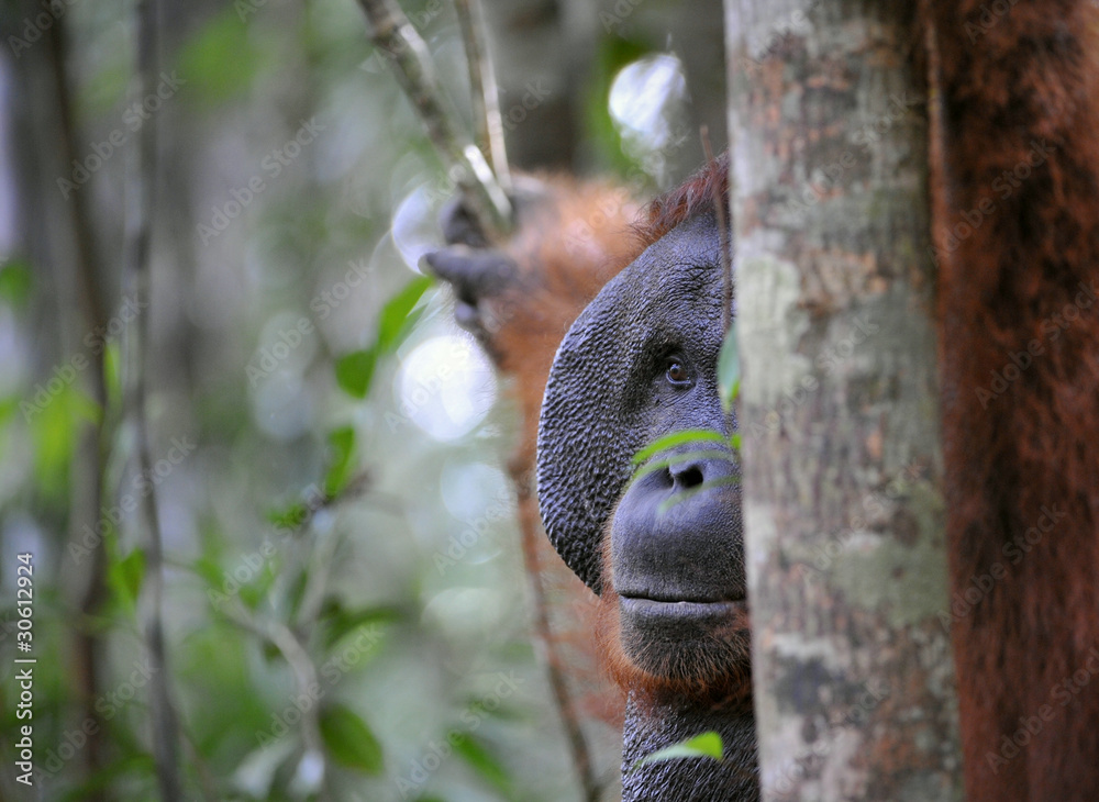 The adult male of the Orangutan. The adult male of the Orangutan.