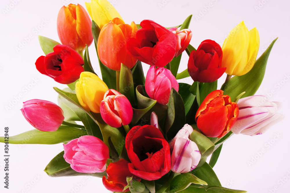 tulip tulip