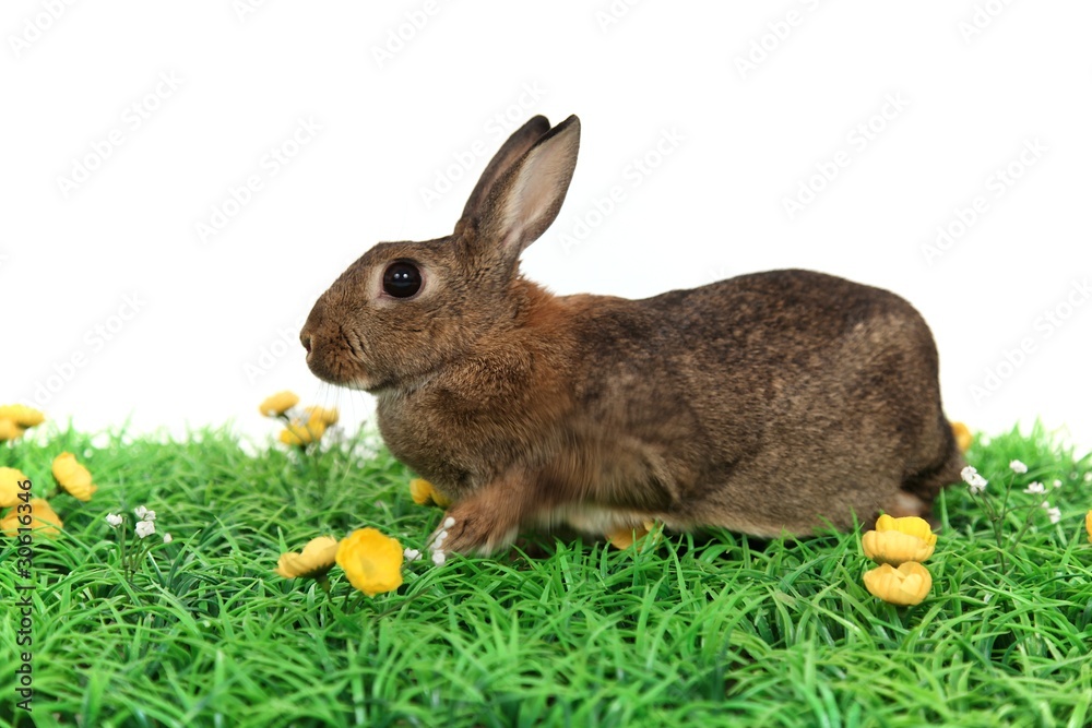 Fototapeta premium Osterhase