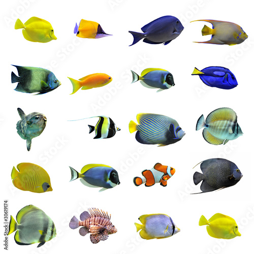 groupe de poissons d'eau de mer photo
