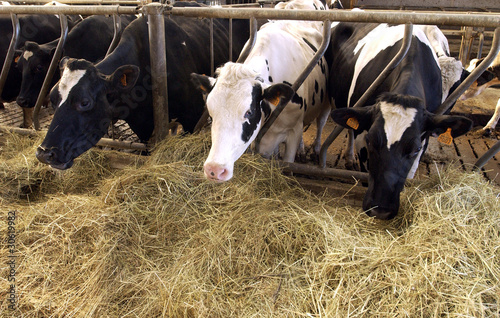 vaches dans une étable photo