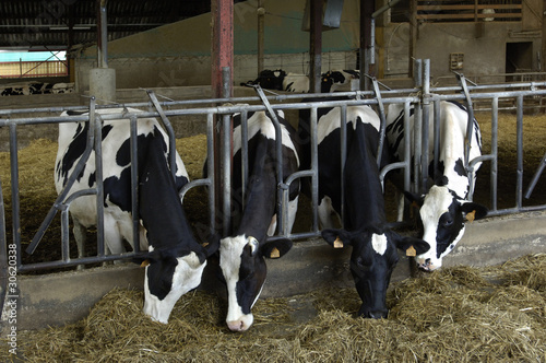 vaches dans une étable photo