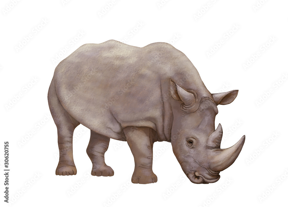 Obraz premium rinoceronte