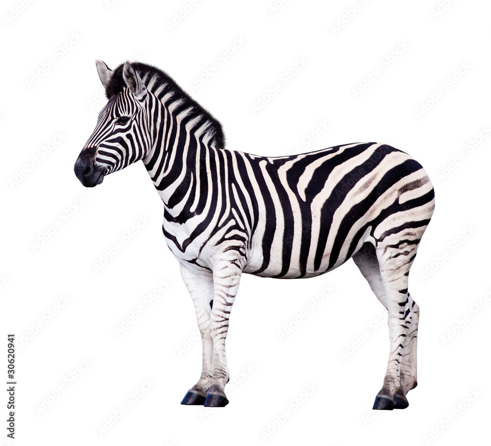 Obraz premium Zebra