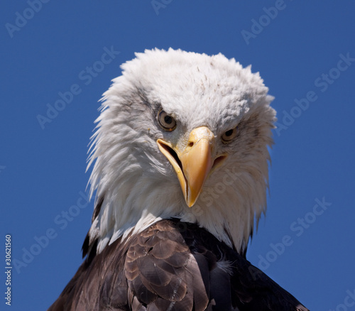 American bald eagle 4629 © rob francis