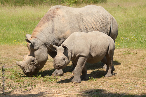 mother and baby rhino 8799