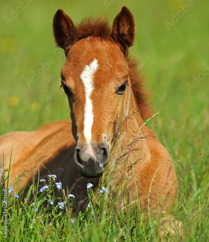 Obraz na płótnie Horse w salonie