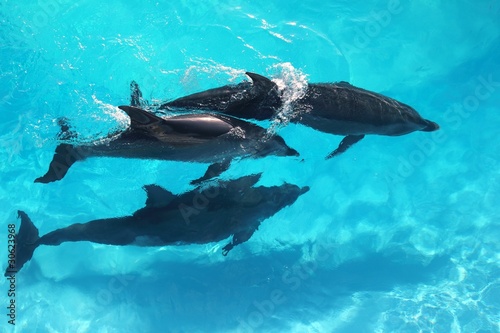 three dolphins high angle view turquoise water