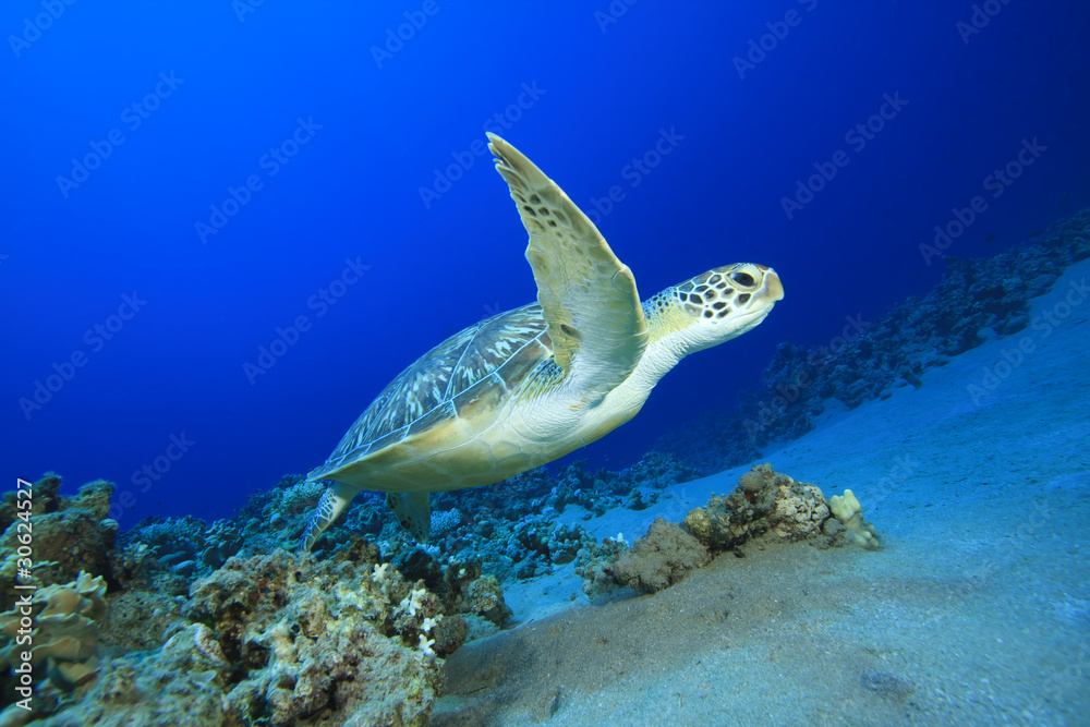 Fototapeta premium Green Sea Turtle (Chelonia mydas)