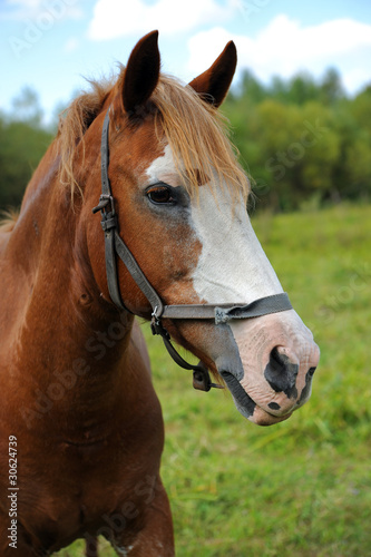 Horse