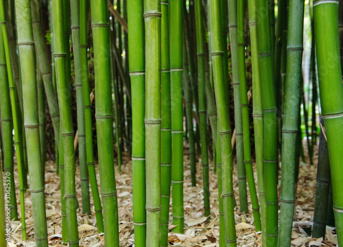Bamboo forest. Zen