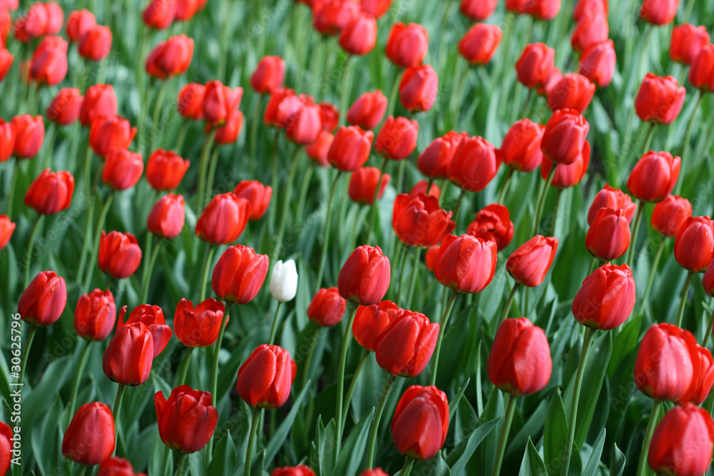 Tulips Tulips