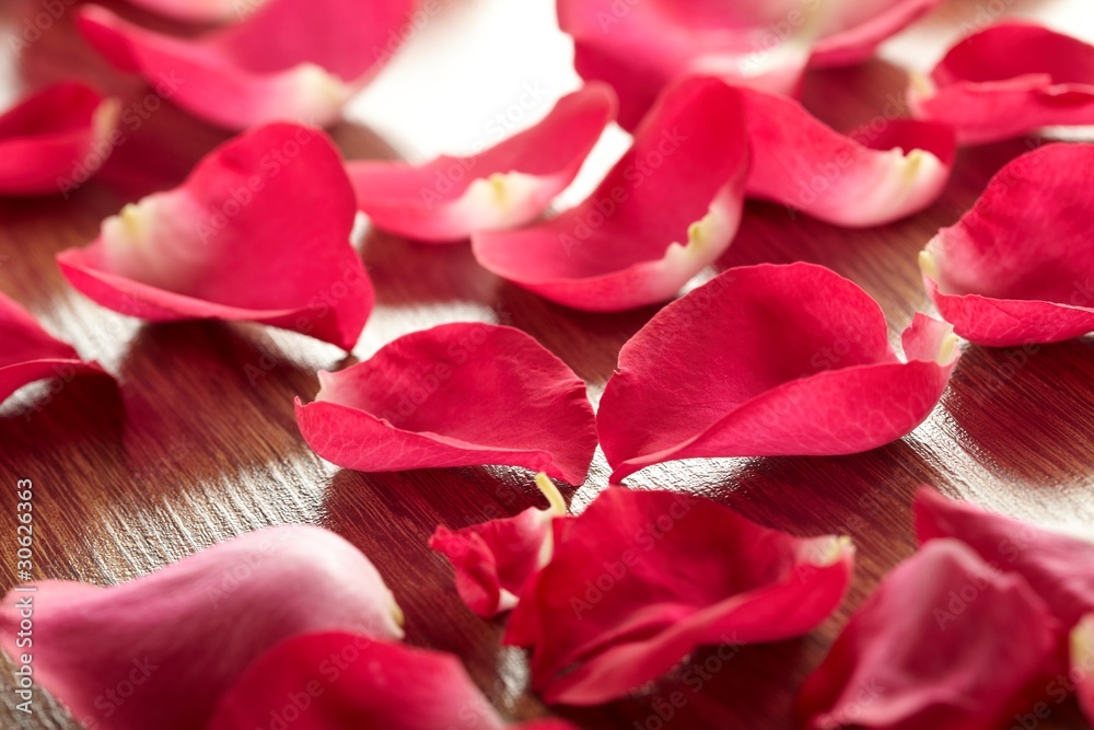 Petals of a rose Petals of a rose