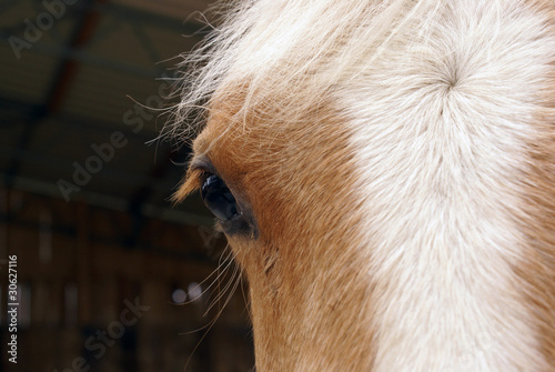 Pferd © PixelPower