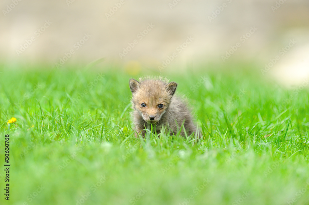 Fototapeta premium little fox