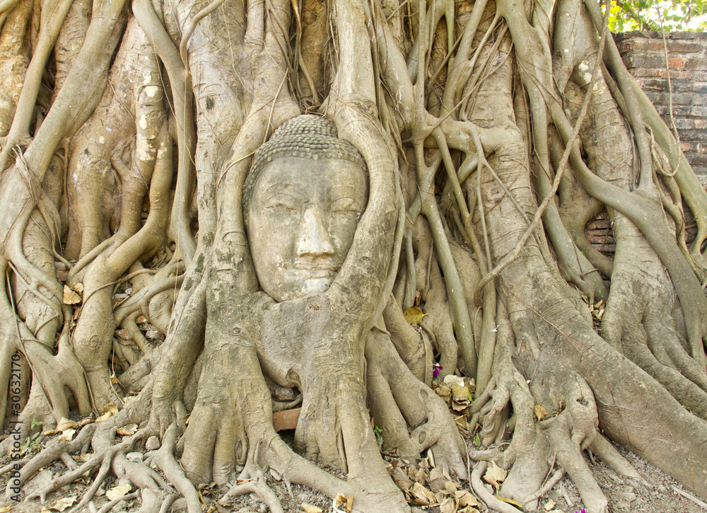 stone buddha head in the tree roots, Ayutthaya is old capital of