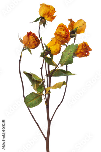 yellow dry roses on a white background