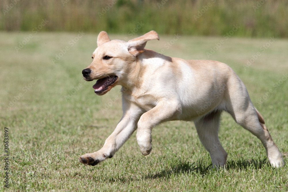 labrador  puppy running in a  meadow
