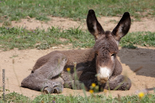 portrait of a young donkey