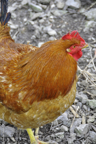 Obraz na płótnie Coq