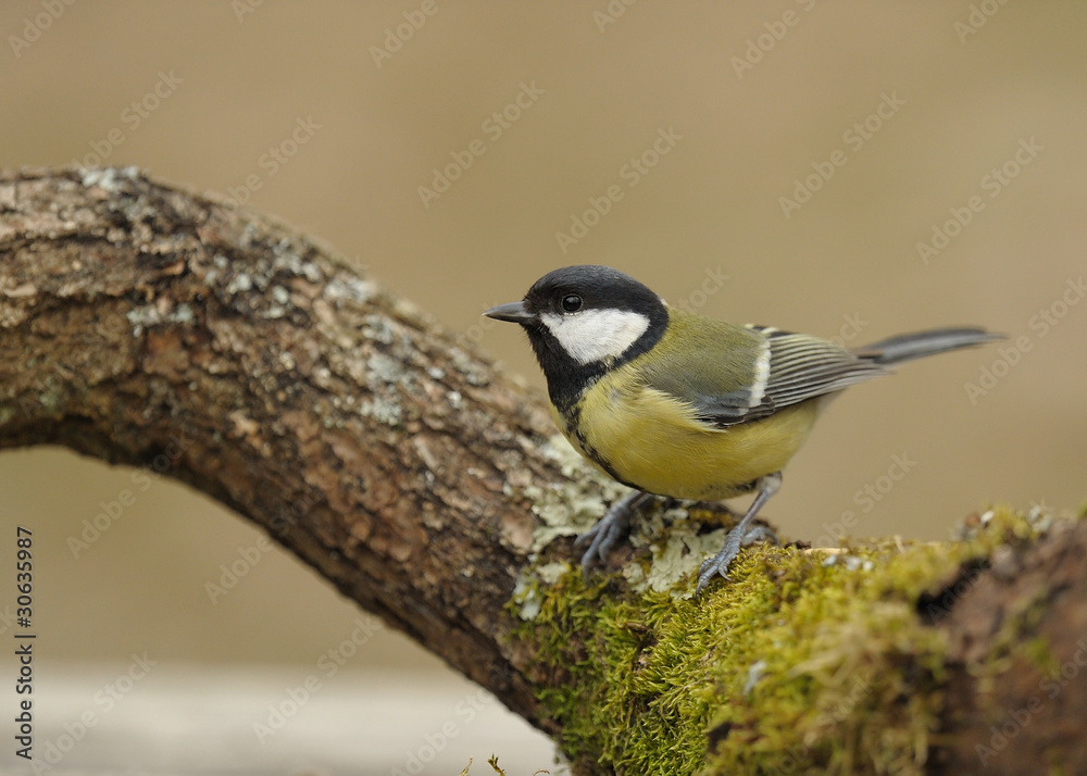 Obraz premium mesange cherbonière