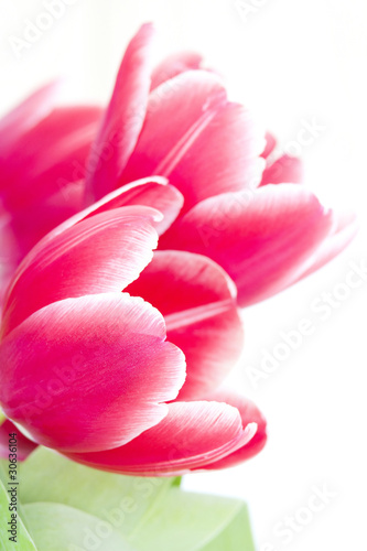 Fototapeta Naklejka Na Ścianę i Meble -  red tulip petals