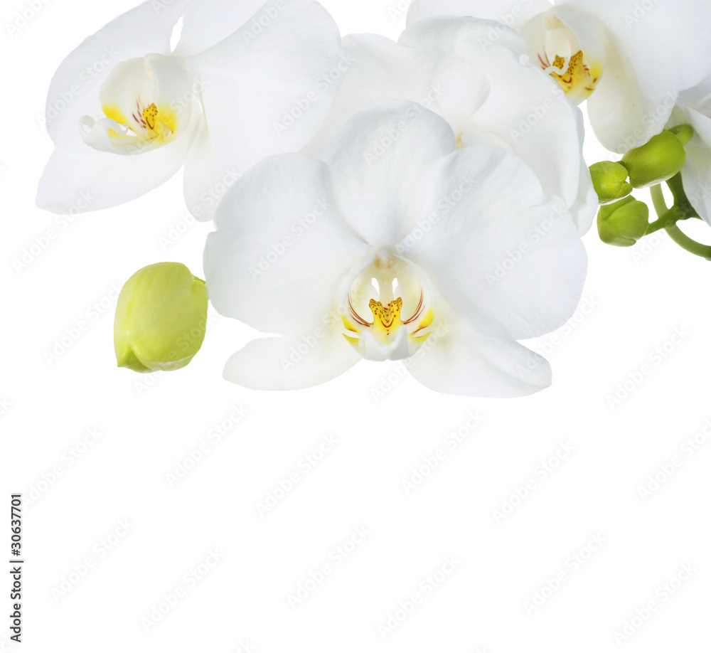 Fototapeta premium Beautiful White Orchid Border. Isolated on white
