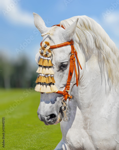 Fotografija grey andalusian horse spanish decoration