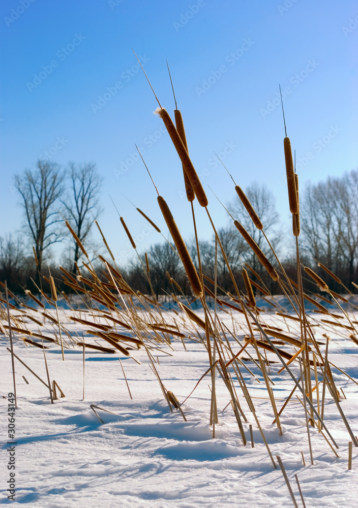 Fototapeta premium Cattails (Typha) at frozen winter forest lake