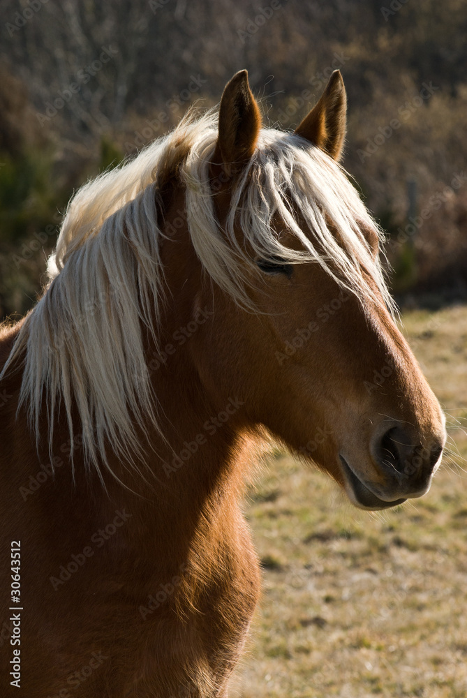 Obraz premium cheval 04