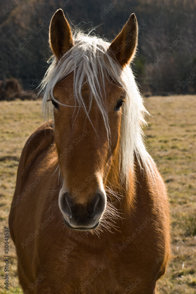 Obraz premium cheval 07