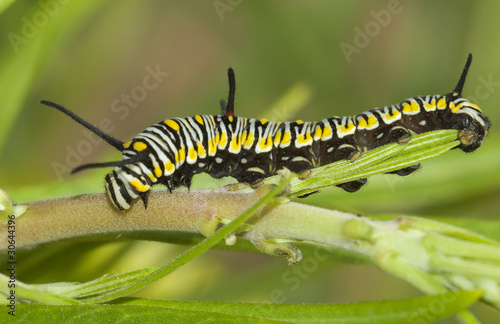 Oruga de mariposa tigre © asfloro