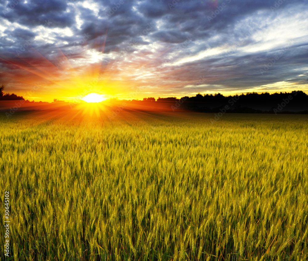 Sunset over crop field