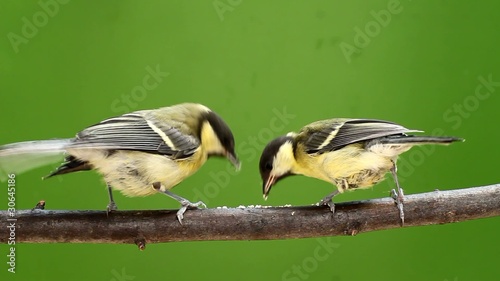 tits fight on twig