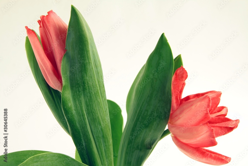 red tulips