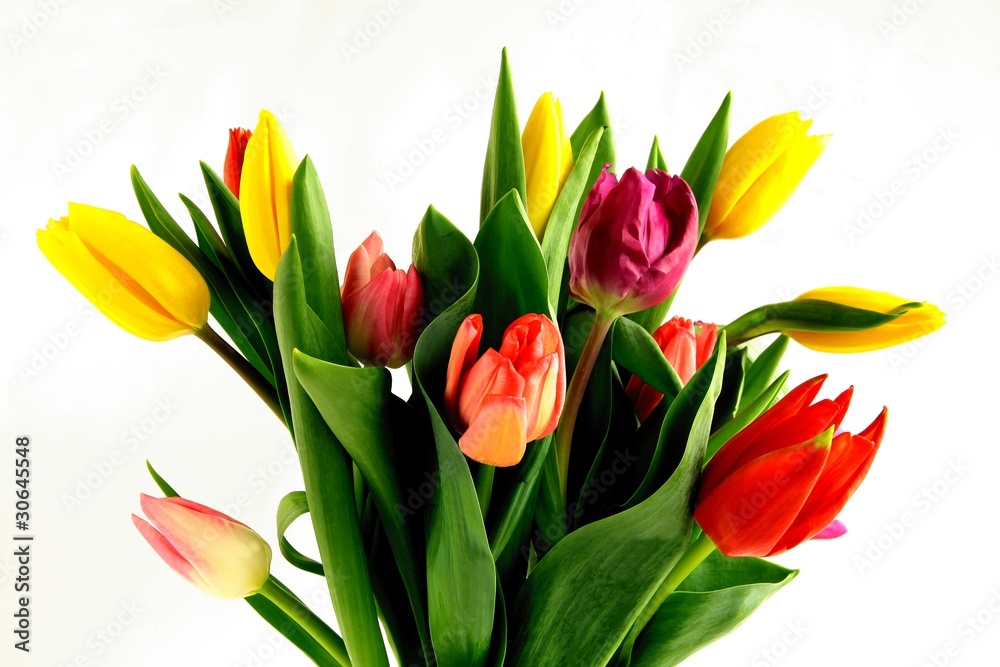 Obraz premium multicolor tulips
