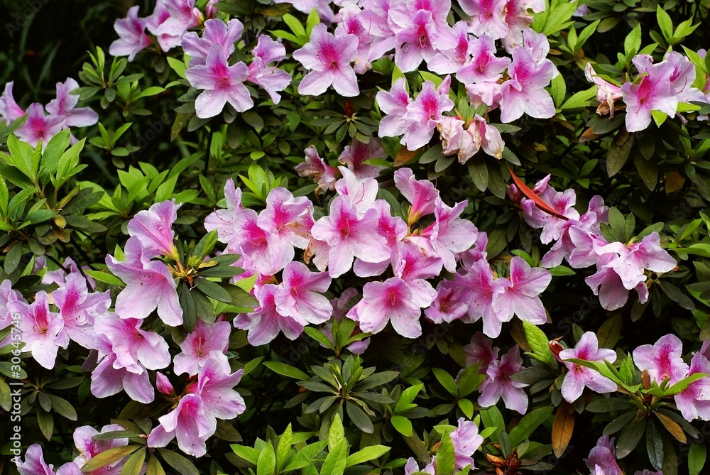 Rhododendron flower background