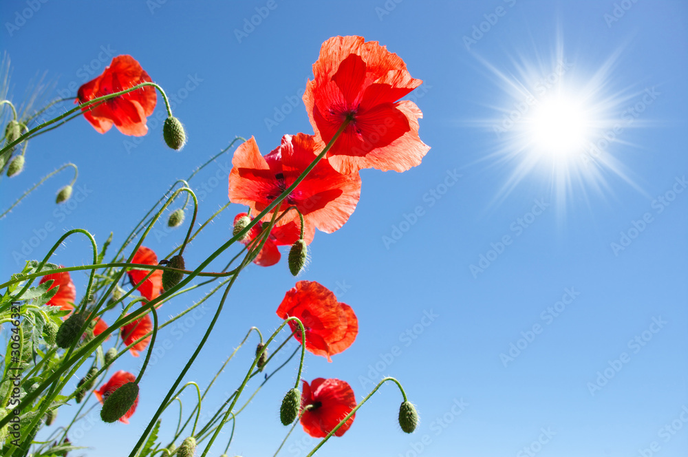 Naklejka premium poppies in sunny day