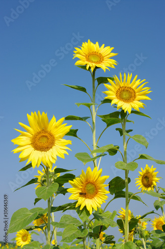 sunflower