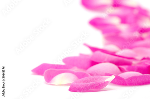 pink rose petals © Alekss