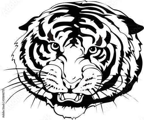 Tiger's head