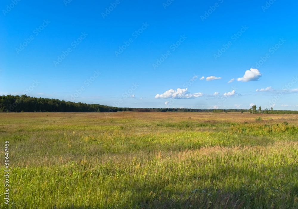 Meadow with bright blue sky