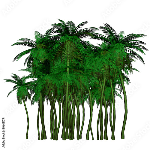 palm