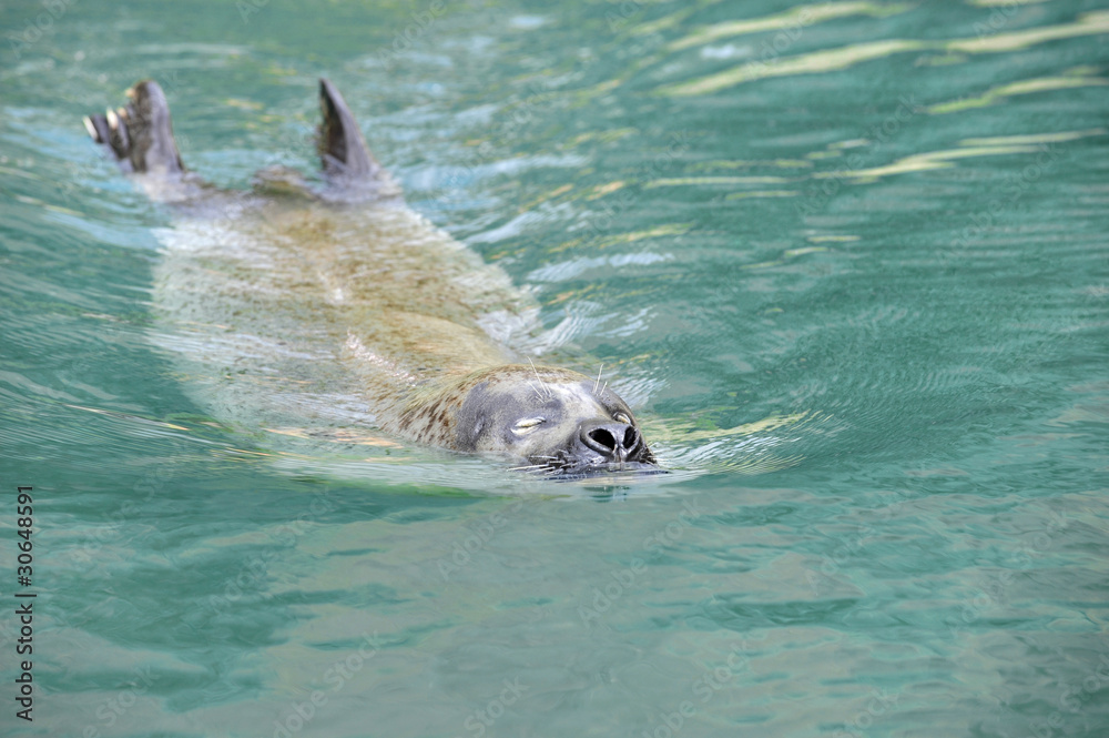 Obraz premium seerobbe